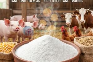 HƯƠNG CAM BỘT