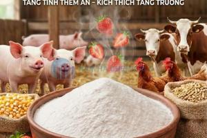 HƯƠNG DÂU BỘT