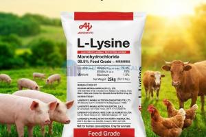 L-LYSINE MONOHYDROCHLORIDE 98.5%